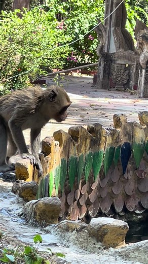 The weather very hot, take a bath to cool down #monkey #monkeysr #viral #animallife #babymonkey