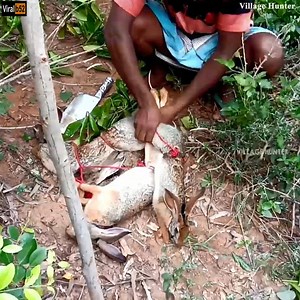 56K views | Biggest 4 Rabbit Hunting with Use Easy Idea and Cooking in Village Hunter NEW Credit: Village Hunter - youtu. be/Ct1VCUp3HE0 | Saransh | Facebook