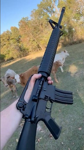 AR-15 Peaked in 1983: Prove Me Wrong