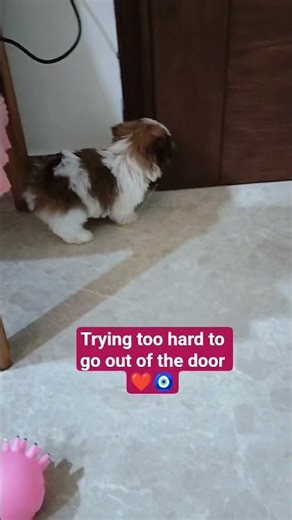 Dora just wanted to open the door 🧿🧿. #fluffypuppy #pets #godsgift