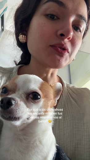 Por qué a los chihuahuas les encanta estar en tus piernas