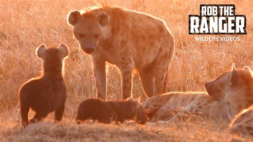 Hyena den comes alive at sunset on the plains