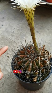 Cactus con una flor hermosa 🌵 | Jardines by Angie