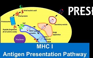 [MHC]免疫入门，快速了解MHC I