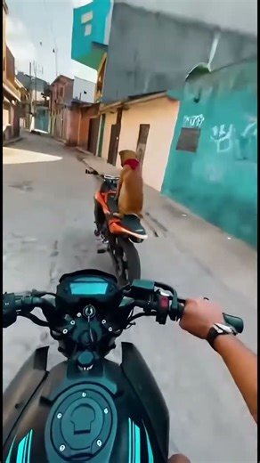 “The Dog Doing Stunts on a Motorcycle 🐶🏍️😱”#AIVideo #DogStunts #MotoDog #ViralMoment