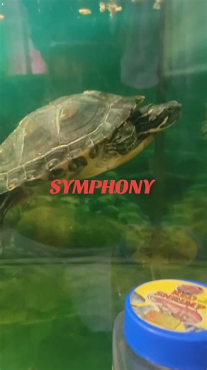 SYMPHONY MY RIVER COOTER AQUATIC TURTLE 🐢 ♥️