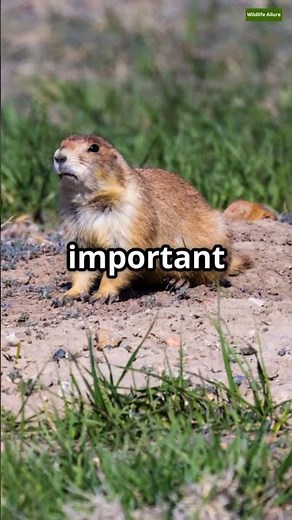 Facts About Prairie Dog