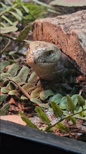 Beautiful Legless Lizard Up Close! 🐍✨ (Not a Snake!)