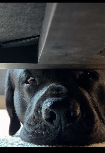 Why My Labrador is Obsessed with Balls