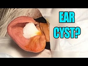Bubba Max's Ear Cyst Removal? Dr. Gilmore's Cysts, Abscesses and Pimples