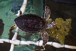 4.8K views · 139 reactions | Update on Journey the green sea turtle!...