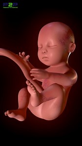 1.7M views · 10K reactions | Fetal Development. | Pregnancy to parenting | Facebook