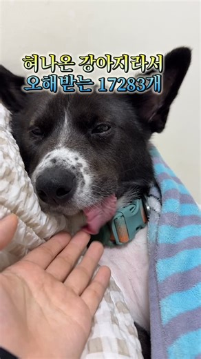 깜순이 가족 찾아요🐾 on Instagram: "#lckd임보중 혀낼룸 강아디 깜순이의 가족이 되어주세요 🐾 🐾 깜순(여아 / 16kg / 3살 / 중성화 완료) 💬 현재 피부염으로 인해 털을 밀었고, 털은 자라고 있어요! (피부염 완치) 🐶 옷입기, 목욕, 양치 모두 모두 잘해요. 🐶 독립적인 성향이 있는 강아지, 혼자만의 시간을 잘보내요. 🐶 산책을 너무 좋아해요 ! 산책 하루에 2번은 필수 (현재 3-4번 산책 중) 🐶 100% 실외배변입니다. 🐶 오토바이, 자전거 반응 없어요. 🐶 타견 반응은 아주 조금 있어요(성인 여성이 컨트롤 가능) 🐶 놀이터에서 친구들이랑 잘 놀아요. 🚗 차 멀미 없이 잘타요. (최대 2시간 타봄) 🏠 헛짖음 , 불리불안 없어요. (최대 8시간 혼자 있어봄) 🏠 집 안에선 본인 자리에서 자는걸 좋아해요. 🍚 사람 음식을 탐내지 않고, 주는 음식만 먹어요. 🍚 사료 잘먹고, 물도 잘 먹어요. ❌산책 중, 큰소리/갑작스러운 상황