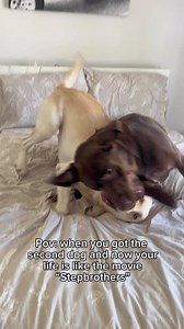 212K views · 1.9K reactions | They wrestle ALL day 臘‍♀️ #labrador #dogsofinstagram #labpuppy | Tank the Brown Lab | Facebook