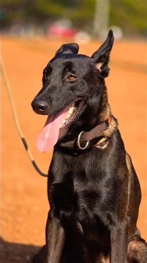 8810623046 Belgian Malinois puppy booking open K9 bloodline trained top security dog pups ready now