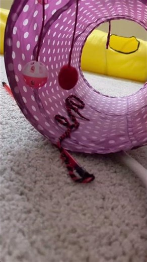 Billy mastered the flash step, what else can he do? #cats #kitten #bleach