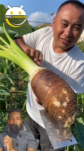 Eskew konnen nom fwi saa mesye sa ap Rache a banm gade siw son vrè ayisyen #reelsfacebook #reelsviral #reels | Tips Android