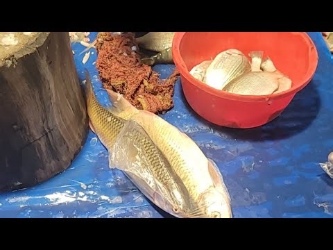 @Hanif fish cutting channel is live! Big fish cutting