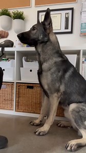 Here's a couple of different things to try with your pup to get started teaching leave it, remember we're only saying the command once! #dogtraining #dogtrainingtips #dogtrainingadvice | Shaping K9s