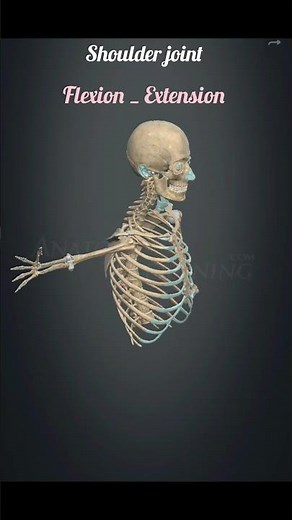 shoulder joint || Flexion _ Extension || (Horizontal) #biology #anatomy