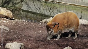 Red river hog, Potamochoerus porcus, also known as the bush pig. This pig has an acute sense of smell to locate food underground.
