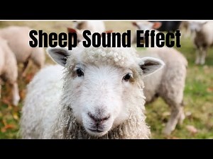 Sheep Sound Effect: Nature's Musical Masters in Action
