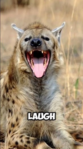 Hyena Laugh Attack – The Most Misunderstood Predator!