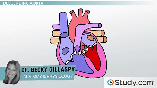 Aorta | Branches, Parts & Function