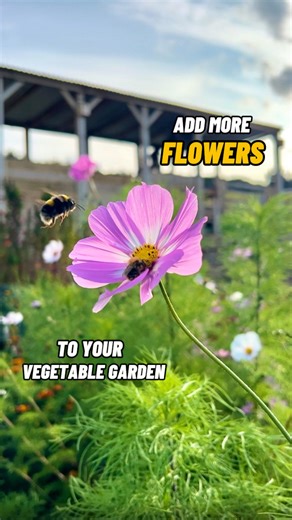 Jamie Walton | Nettles & Petals on Instagram: "Grow more Flowers to your Vegetable Garden! 🥬🌸🌻🐝 When I first started growing vegetables I made the mistake of undervaluing the importance of flowers, but since I decided to make them a priority, I’ve noticed so many benefits. 😊🌸 Companion planting certain flowers alongside vegetables has helped to reduce pest issues, I plant nasturtiums to draw pests such as cabbage whites away from brassicas, and strong smelling varieties such as marigolds a