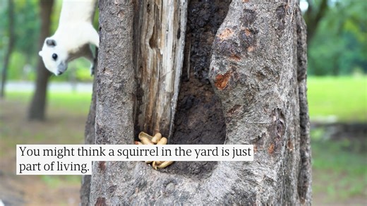 Silver Spring Pest Dangers: Is Your Home Truly Safe From Wildlife?