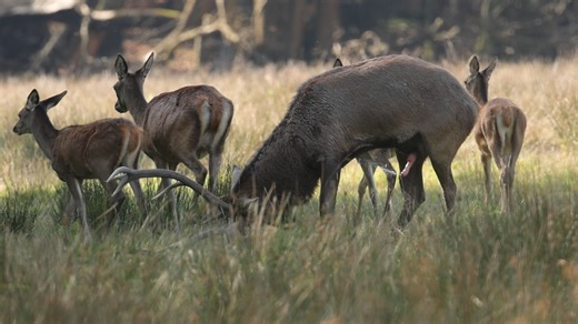 Regardez bien cette vidéo ..Je l ai déja partagée mais je n'avais pas autant de followers 😁Alors je me permets de la partager de nouveau : Le cerf brame ...mais il urine et éjacule sur lui . C'est courant mais j'ai eu la chance de filmer ce moment . Mille merci à mes followers qui animent ma passion #follower # Non je ne suis pas allé au brame du cerf cette année ..cette video date de 2022 ... Je veux être tranquille pour faire mes photos et je n'aime pas trop la foire qui rassemble tout ce mon