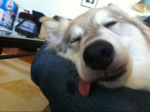 Funny dog snoring loud when sleeping - compilation 2016