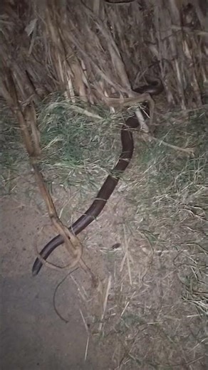 "rare two head snake", "दो सिर वाला साँप", "snake video"