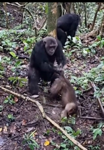 Scary Nature 🤯 #natgeowild #nationalgeographic | Nature Videos