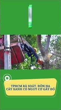 TPHCM rà soát, đốn hạ cây xanh có nguy cơ gãy đổ