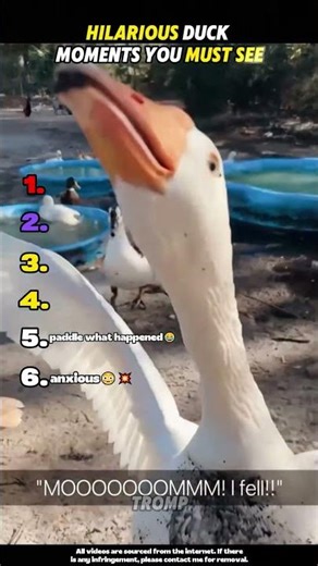 Hilarious Duck Moments You Must See