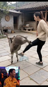 Funny donkey #reaction #funny #donkey #funnyvideos #animals #viral #fyp | Turunan Kidul Official