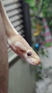 Leo the Banana 🍌 Leopard 🐆 Mojave. Ball python. #leo #banana #snake