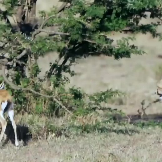 Cheetah Behavior in Natural Savannah Habitat