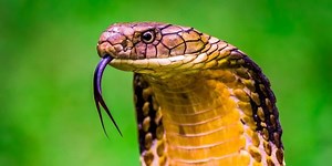 King Cobra