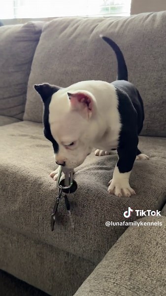 Unlock Fun with Keys: Tips for Pet Entertainment