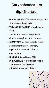 Corynebacterium diphtheriae