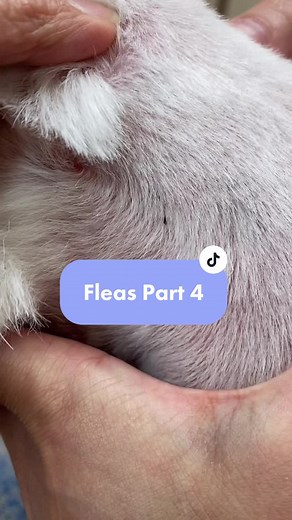 Understanding Flea Allergy in Dogs