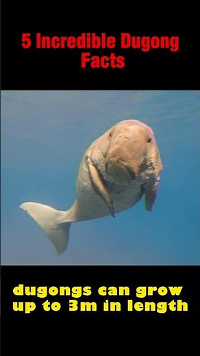 5 Incredible Dugong Facts #shorts