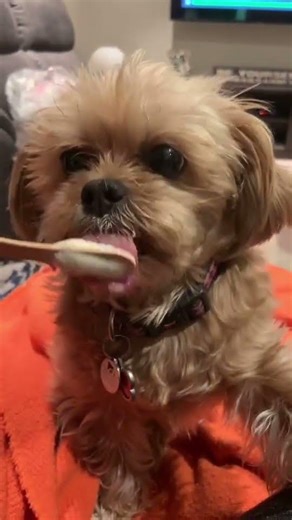 #dogsoftiktok #shorkie #icecream #cute #fyp #Shorts #livto2020