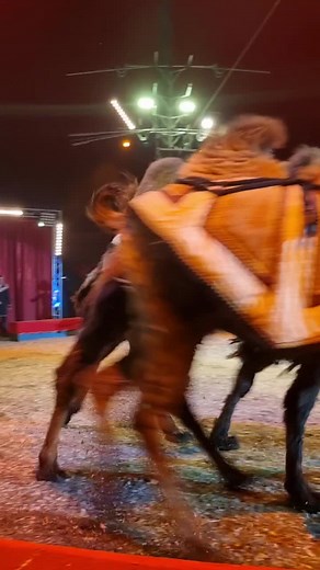 Captivating Camel Performances in Indoor Arena