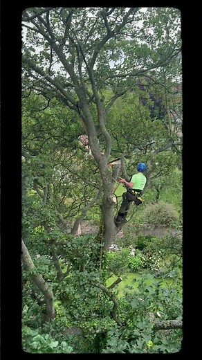 Pollarding more trees 🌴 today #arborist #treework
