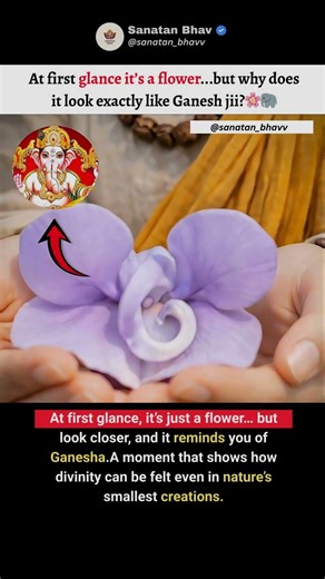 A Flower… or a Sign of Ganesha Ji? 🌸🐘 #shorts #ganesha #sanatan #viral #trending