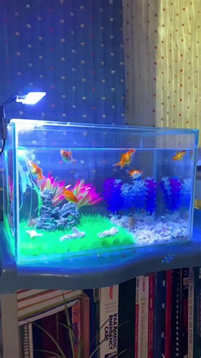 Ultimate Guide to Aquarium Setup for Fish and Plants