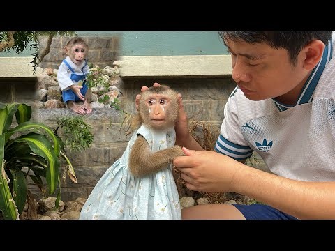 monkey Tina was sad playing alone in her familiar garden without monkey Xuka